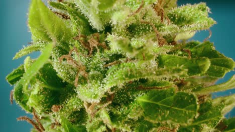 Macro-detail-of-cannabis-bud-zoom-in-and-showing-trichomes-and-leaves-with-probe-lens