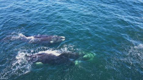Mom-and-calf-Southern-Right-whales-exhales-or-spouts-moist-air,-aerial