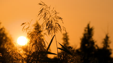 Scenic-Orange-Sunset---Sun-Disk-Hides-Behind-Grass-Reed-in-Silhouette