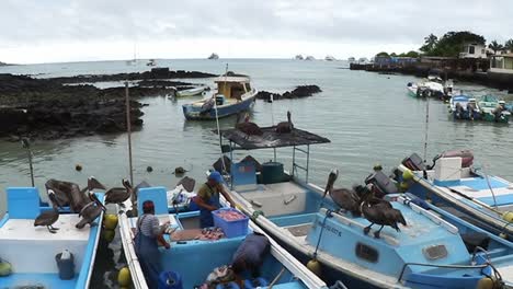 Fishing-men-boat-in-Galapagos-Island-port-with-hungry-brown-Pelicans