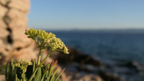 Green-wildflower-close-up-on-rocky-shore,-detail-by-the-sea,-Mediterranean