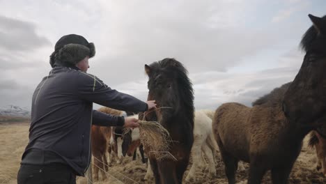Middle-aged-man-offers-offers-food-to-horse-in-Icleand
