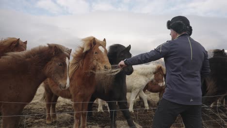 Winter-scene-in-Iceland,-where-a-man-bonds-with-a-black-and-brown-horse-by-petting-it-and-feeding-it