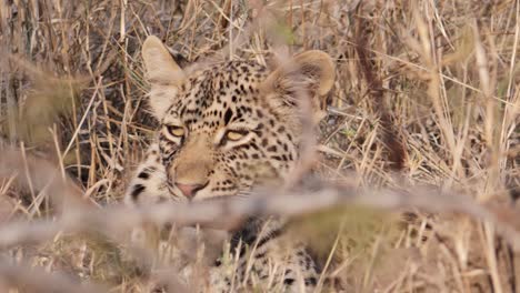 Leopard-hiding-in-the-tall-dry-grass-on-the-savanna-of-Africa,-filmed-at-eye-level