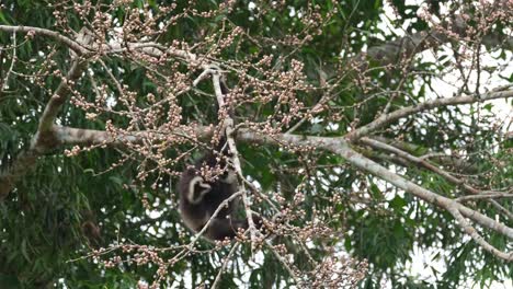 An-individual-seen-reaching-out-for-fruits-with-its-right-hand-busy-eating-delicious-fruits,-White-handed-Gibbon-or-Lar-Gibbon-Hylobates-lar,-Thailand