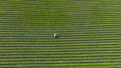 Aerial-top-view-of-green-fields-with-tea-plantations-and-tractor-in-Misiones,-Argentina
