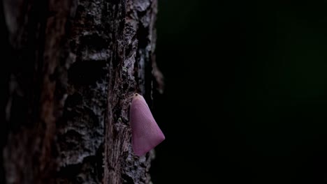 Seen-in-the-dark-of-the-forest-standing-out-because-of-its-colour-as-the-tree-moves-with-the-wind-deep-in-the-forest,-Pink-Planthopper,-Flatid,-Thailand