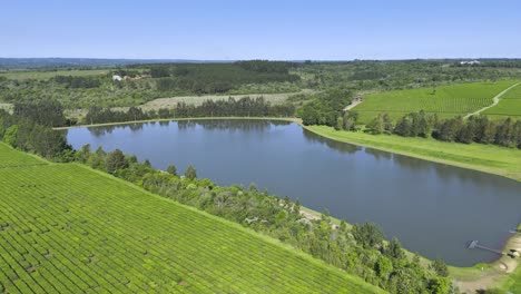 Aerial-view-of-tea-plantation-with-beautiful-lake-surrounded-by-trees-in-Misiones,-Argentina