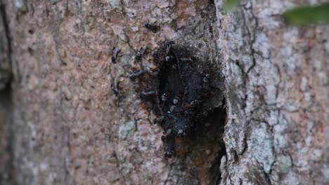 Camera-zooms-out-showing-this-Stingless-Bees-moving-in-and-out-of-their-hive,-meliponines,-Thailand