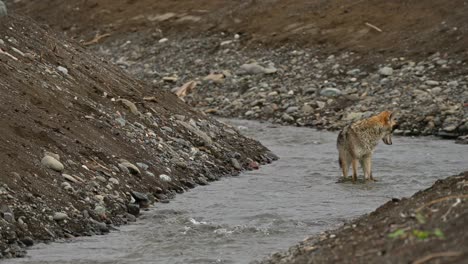 Encuentro-Con-La-Vida-Silvestre:-Pesca-De-Coyotes-En-El-Río-Tranquille