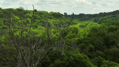 Blattloser-Baum-Mit-Grünem-Wald-Im-Hintergrund