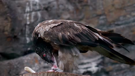 Scary-hawk-bird-with-evil-red-eyes-eats-fresh-meat-with-sharp-beak-and-claws