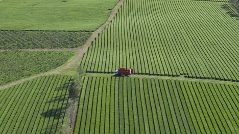Aerial-view-of-cargo-truck-driving-in-middle-of-tea-plantation-in-Misiones,-Argentina