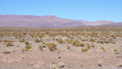 Landscape-in-Quebrada-De-Cafayate-in-Argentina,-group-of-llamas-in-the-background