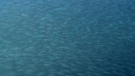 Ein-Großer-Schwarm-Köderfische-Schwimmt-Durch-Die-Untiefen---Unterwasseraufnahme