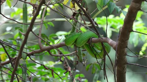 Seen-resting-on-branches-after-its-big-meal,-Vogel’s-Pit-Viper-Trimeresurus-vogeli,-Thailand