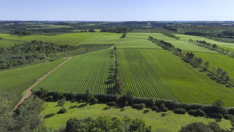 Stunning-aerial-view-of-extensive-green-fields-with-tea-plantations-in-Misiones,-Argentina