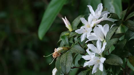 La-Cámara-Se-Aleja-Y-Revela-Estas-Flores-Silvestres-Blancas-De-Un-árbol-En-Lo-Profundo-Del-Bosque,-Tailandia
