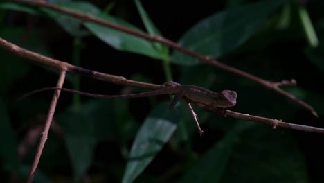 Resting-on-horizontal-twig-as-it-looks-around-and-breathes-while-waiting-for-its-prey,-Oriental-Garden-Lizard,-Calotes-versicolor,-Thailand