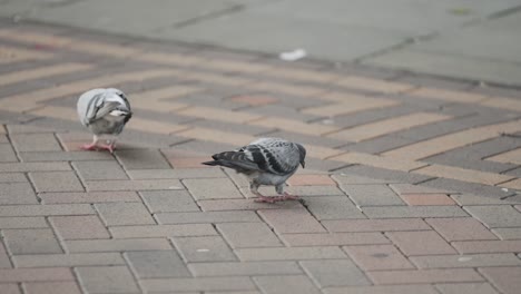 In-this-captivating-video,-pigeons-are-gracefully-captured-in-slow-motion-as-they-delicately-peck-and-savor-their-food,-showcasing-their-elegance-while-indulging-in-a-meal