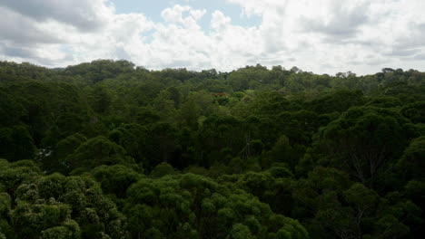 Scenic-Drone-Flyover-Lush-Green-Treetops-In-Australian-Bush-Forest-On-Cloudy-Day,-4K-Resolution