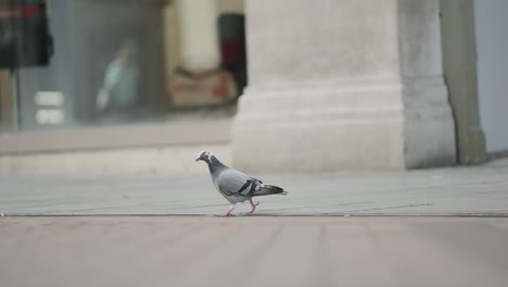 Slow-motion-tracking-shot-of-a-lone-pigeon-walking-about