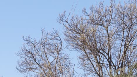 Baum-Ohne-Blätter,-Der-Sich-Bei-Starkem-Wind-Bewegt