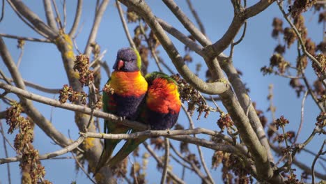Two-Rainbow-Lorikeets-Resting-On-Tree-Branch-With-No-Leaves-in-Windy-Conditions