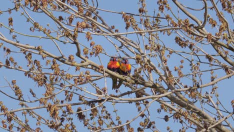 Rainbow-Lorikeets-Resting-Together-Sitting-On-Tree-Branch
