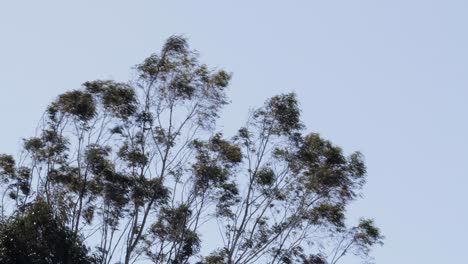 Gum-Trees-Moving-In-Strong-Wind
