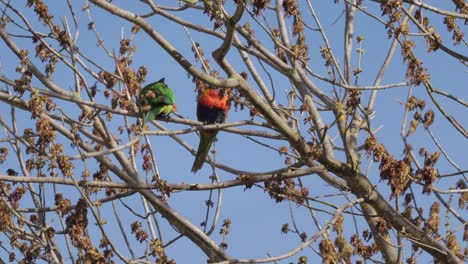 Rainbow-Lorikeets-Moving-and-Sitting-On-Tree-Branch