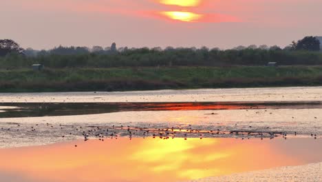 Crezeepolder-Sonnenuntergang:-Vögel-über-Sandstrandantenne