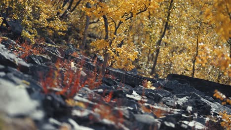 Ein-Mit-Gelben-Herbstblättern-Bedeckter-Birkenhain-Auf-Dem-Felsigen-Gelände