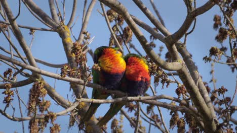 Rainbow-Lorikeets-Sleeping-On-Tree-Branch-With-No-Leaves