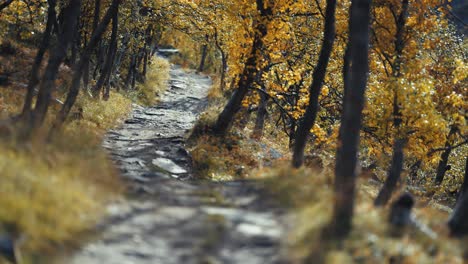 A-narrow-rocky-trail-leads-through-the-autumn-birch-tree-grove