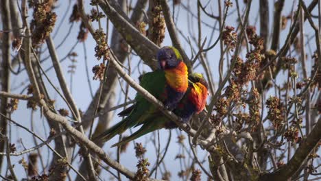 Rainbow-Lorikeets-Sitting-On-Tree-Branch-With-No-Leaves-Moving-in-Windy-Conditions