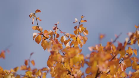 Golden-yellow-birch-tree-leaves-against-the-blue-sky