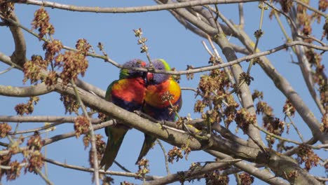 Rainbow-Lorikeets-Grooming-Cleaning-Each-Other-Sitting-On-Tree-Branch