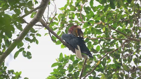 Seriously-reaching-for-its-right-wing-to-preen-during-a-windy-afternoon-in-the-forest,-Wreathed-Hornbill-Rhyticeros-undulatus,-Male,-Thailand