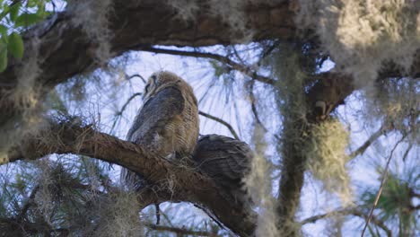 Great-horned-owl-juvenile-medium-shot-looking-into-distance-perched-on-tree