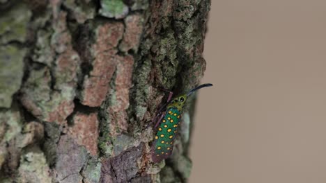Zoom-out-of-this-lovely-insect-deep-in-the-forest,-Saiva-gemmata-Lantern-Bug,-Thailand