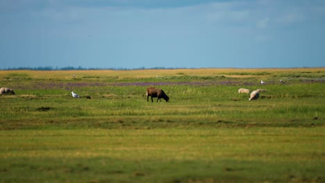 Sheep-graze-on-the-lush-green-meadow-on-the-Danish-coast