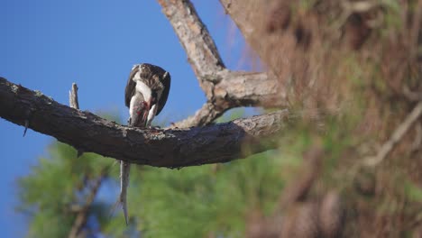 Osprey-eating-fish-hanging-over-tree-branch-medium-long-shot-look-into-distance
