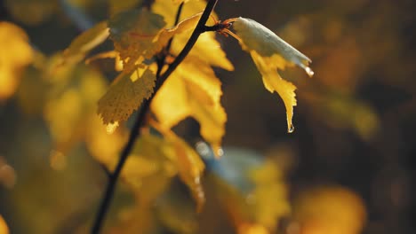 A-water-droplet-hangs-on-the-golden-yellow-leaf-of-the-birch-tree
