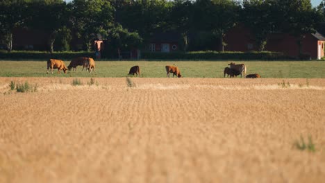 Auf-Der-Wiese-Weidet-Eine-Herde-Kühe