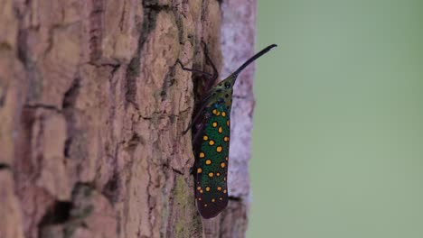 Visto-Desde-Un-Lado-Mientras-La-Cámara-Se-Aleja,-Insecto-Linterna-Saiva-Gemmata,-Tailandia