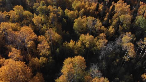 Verlangsamen-Sie-Die-Luftaufnahme-Von-Oben-Nach-Unten-Und-Neigen-Sie-Sich-Im-Herbst-über-Goldene-Bäume-In-Park-City,-Utah,-USA
