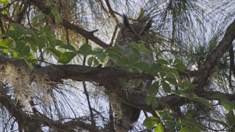 Great-horned-owl-medium-shot-perched-in-woodland-tree-on-branch-camoflauge
