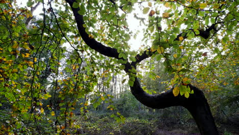 Los-árboles-En-Un-Bosque-Inglés-Comienzan-A-Mostrar-Sus-Colores-Otoñales,-Worcestershire,-Inglaterra