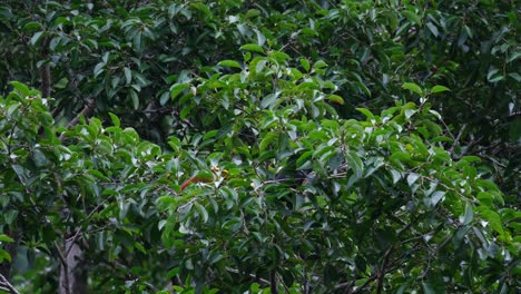 Buried-deep-in-the-foliage-of-this-fruiting-tree-feeding-on-fruits,-Great-Hornbill-Buceros-bicornis,-Thailand